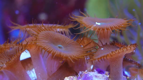 Korallen Protopalythoa Zoanthus Palythoa Meerwasseraquarium — Stockvideo