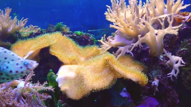 在一个海洋水族馆拍摄的滑翔片 原生动物 花椰菜 — 图库视频影像