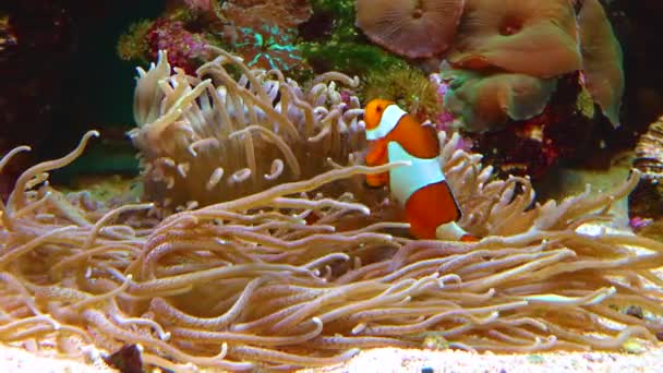 Male Female Clown Fish Anemonefish Amphiprion Ocellaris Swim Tentacles Anemones — Stockvideo