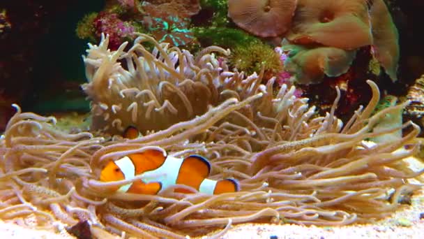 Male Female Clown Fish Anemonefish Amphiprion Ocellaris Swim Tentacles Anemones — Vídeos de Stock