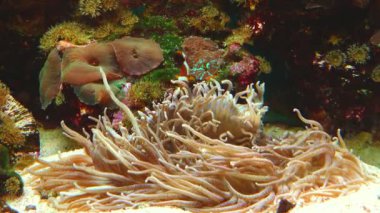 Male and female clown fish, Anemonefish (Amphiprion ocellaris) swim among the tentacles of anemones, symbiosis of fish and anemones