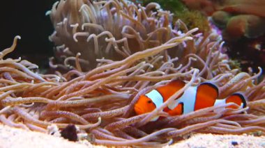 Male and female clown fish, Anemonefish (Amphiprion ocellaris) swim among the tentacles of anemones, symbiosis of fish and anemones