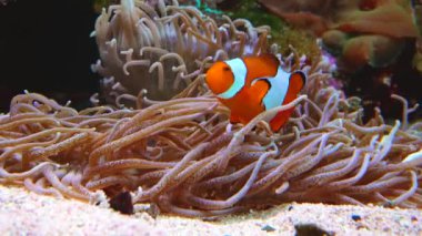 Male and female clown fish, Anemonefish (Amphiprion ocellaris) swim among the tentacles of anemones, symbiosis of fish and anemones