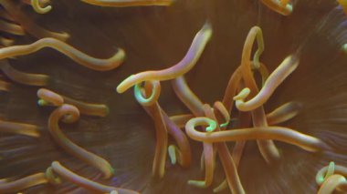 Close-up of a symbiotic anemone with tentacles in a marine aquarium.