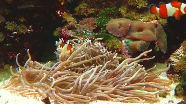 Male Female Clown Fish Anemonefish Amphiprion Ocellaris Swim Tentacles Anemones — Vídeos de Stock