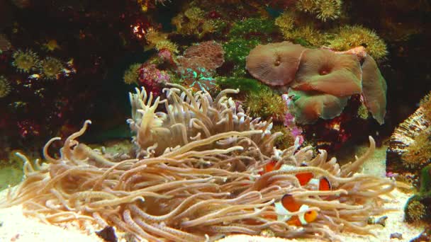 Peixe Palhaço Macho Fêmea Anemonefish Amphiprion Ocellaris Nadar Entre Tentáculos — Vídeo de Stock