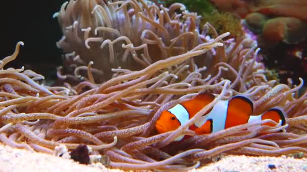 Manlig Och Kvinnlig Clownfisk Anemonefish Amphiprion Ocellaris Simma Bland Tentaklerna — Stockvideo