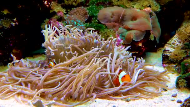 Male Female Clown Fish Anemonefish Amphiprion Ocellaris Swim Tentacles Anemones — Video Stock