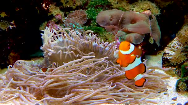 Manlig Och Kvinnlig Clownfisk Anemonefish Amphiprion Ocellaris Simma Bland Tentaklerna — Stockvideo