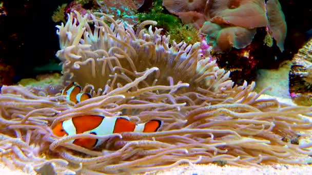Male Female Clown Fish Anemonefish Amphiprion Ocellaris Swim Tentacles Anemones — Stockvideo