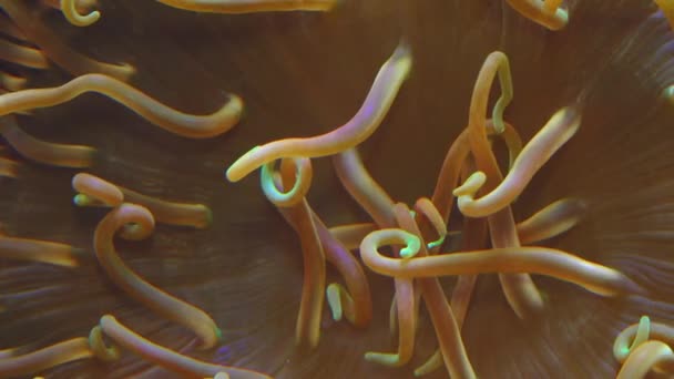 Close Uma Anêmona Simbiótica Com Tentáculos Aquário Marinho — Vídeo de Stock