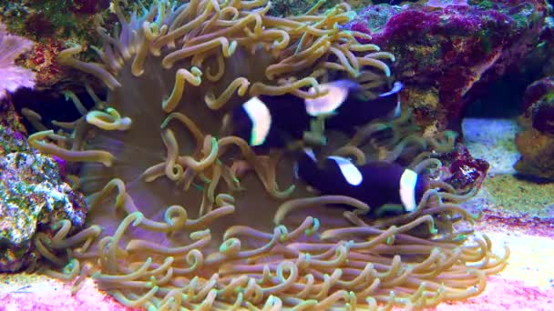 Peixe Palhaço Macho Fêmea Anemonefish Amphiprion Polymnus Abanar Seus Ovos — Vídeo de Stock