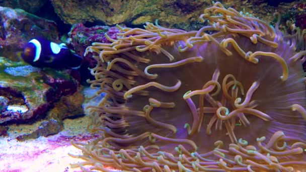 Manlig Och Kvinnlig Clownfisk Anemonefish Amphiprion Polymnus Fanning Dess Ägg — Stockvideo