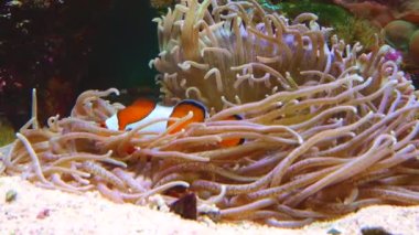 Male and female clown fish, Anemonefish (Amphiprion ocellaris) swim among the tentacles of anemones, symbiosis of fish and anemones