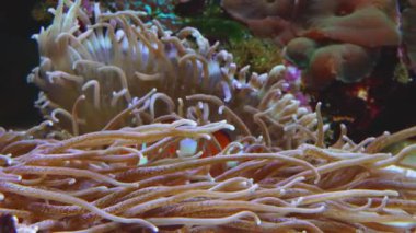 Male and female clown fish, Anemonefish (Amphiprion ocellaris) swim among the tentacles of anemones, symbiosis of fish and anemones