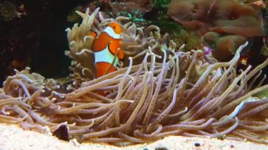 Male and female clown fish, Anemonefish (Amphiprion ocellaris) swim among the tentacles of anemones, symbiosis of fish and anemones