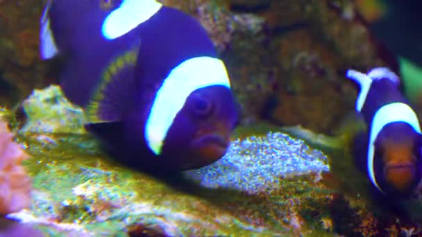 Peixe Palhaço Macho Fêmea Anemonefish Amphiprion Polymnus Abanar Seus Ovos — Vídeo de Stock