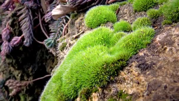 Mossor Smã Blommiga Xter Bryophyta Natur Ukraina — Stockvideo