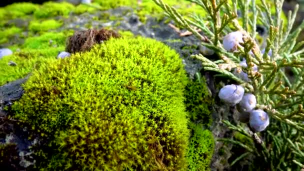 Mossen Zijn Kleine Bloemloze Planten Bryophyta Natuur Oekraïne — Stockvideo