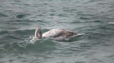 Mavi su yüzeyinde yüzen genç kuşlar, Cygnus olor, doğa Ukrayna