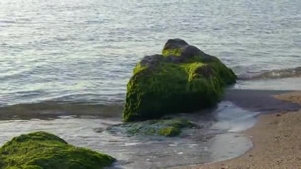 Havsstrand Vågor Vatten Nära Stenar Med Gröna Alger Svarta Havet — Stockvideo