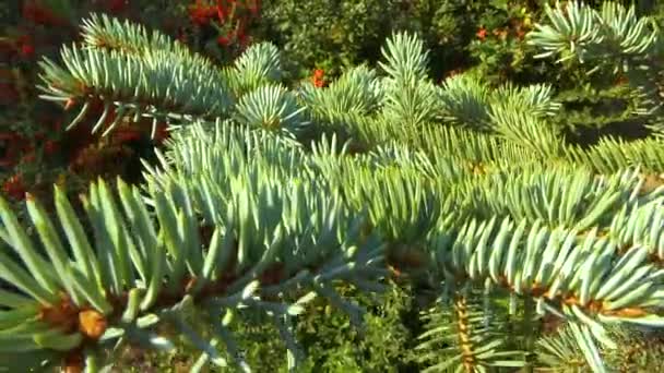 Ein Ast Eines Blauen Weihnachtsbaums Wiegt Sich Wind Sanfte Bewegung — Stockvideo