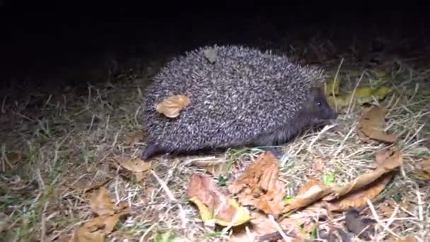 Σκαντζόχοιρος Erinaceus Europaeus Που Λειτουργεί Στο Έδαφος Πανίδα Ουκρανία — Αρχείο Βίντεο