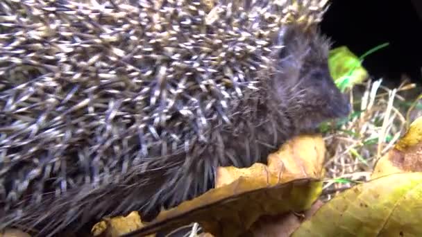 Hedgehog Erinaceus Europaeus Running Ground Fauna Ukraine — Stock Video