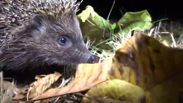 Ежик Erinaceus Europaeus Работает Земле Фауна Украина — стоковое видео