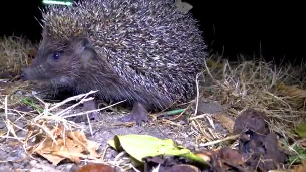 Hedgehog Erinaceus Europaeus Біжить Землі Фауна Україна — стокове відео