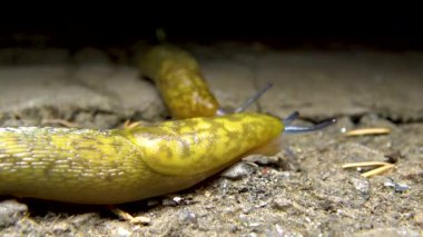 Sarı kaygan bir sümüklüböcek yerde sürünüyor. Tarım haşeresi.