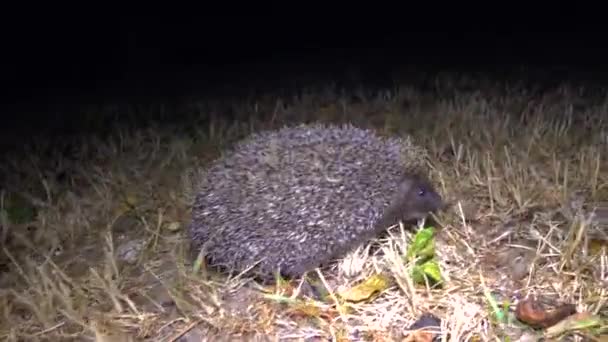 Erizo Erinaceus Europaeus Corriendo Sobre Terreno Fauna Ucrania — Vídeo de stock