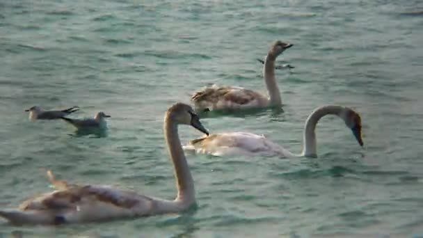 Jungvögel Cygnus Olor Schwimmen Auf Der Blauen Wasseroberfläche Natur Ukraine — Stockvideo