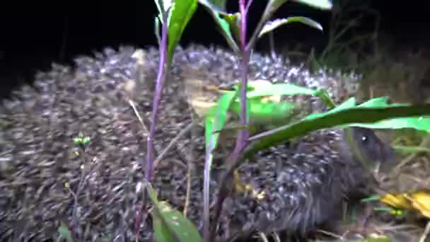 Hérisson Erinaceus Europaeus Coulant Sur Sol Faune Ukraine — Video