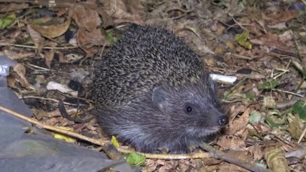 Hedgehog Erinaceus Europaeus Running Ground Fauna Ukraine — Stock Video