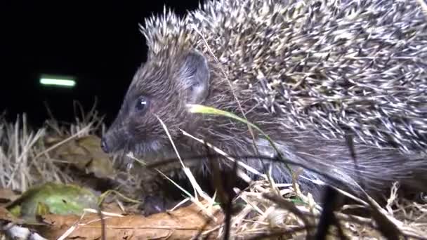 Hedgehog Erinaceus Europaeus Correndo Chão Fauna Ucrânia — Vídeo de Stock
