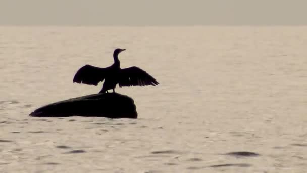 Oiseaux Ukraine Grand Cormoran Sèche Ses Plumes Sur Une Pierre — Video