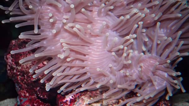 Heteractis Magnifica Magnificent Sea Anemone Also Known Ritteri Anemone — Stock Video