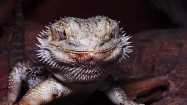 (Pogona Vitticeps) Agamid Kertenkele, Sakallı Ejderha.
