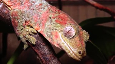 Mniarogekko chahoua yosunlu Yeni Kaledonya kertenkelesi olarak bilinir, kısa burunlu Yeni Kaledonya kertenkelesi, Bavay 'ın dev kertenkelesi