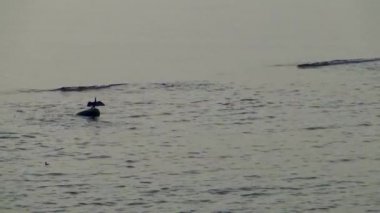 Ukrayna 'nın kuşları, Büyük Karabatak, Ukrayna' da Karadeniz 'deki bir taşta tüylerini kurutur.