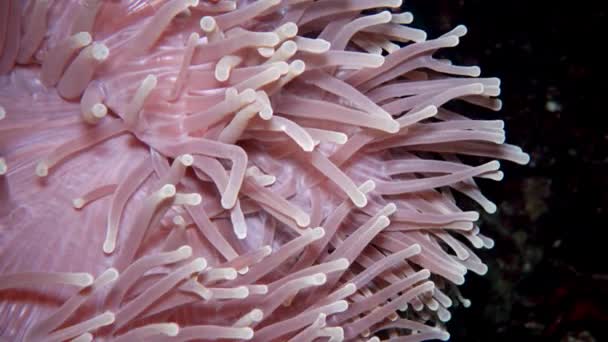 Heteractis Magnifica Magnificent Sea Anemone Also Known Ritteri Anemone — Stock Video
