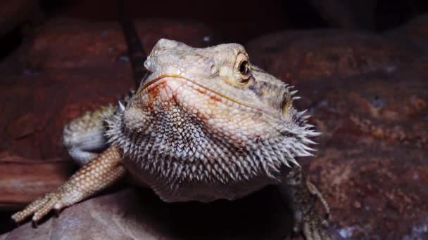 Pogona Vitticeps Agamid Gyík Szakállas Sárkány — Stock videók