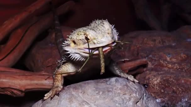 Pogona Vitticeps Lucertola Agamidica Drago Barbuto — Video Stock