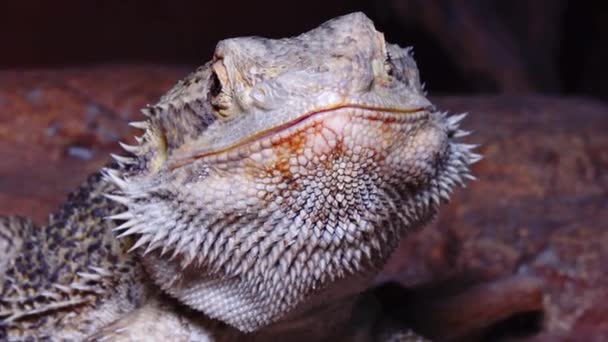 Pogona Vitticeps Lagarto Agamid Dragón Barbudo — Vídeos de Stock