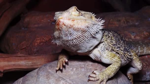 Pogona Vitticeps Lagarto Agamid Dragón Barbudo — Vídeos de Stock