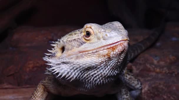 Pogona Vitticeps Lagarto Agamid Dragón Barbudo — Vídeos de Stock