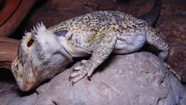 Pogona Vitticeps Agamid Gyík Szakállas Sárkány — Stock videók