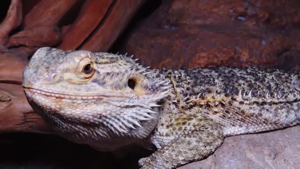 Pogona Vitticeps Agamid Lizard Bearded Dragon — Stock Video