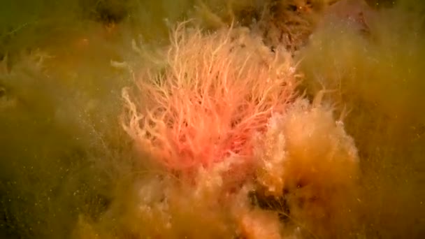 Macrofite Alghe Rosse Verdi Ceramium Cladophora Ulva Enteromorpha Sul Fondo — Video Stock